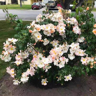 藤本 萨利福尔摩斯 月季花苗 爬藤灌木多头勤花月季 露台庭院盆栽