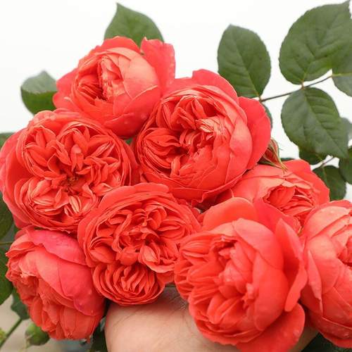 炽炎 月季花苗 丰花灌木多头勤花月季 阳台庭院盆栽花卉植物