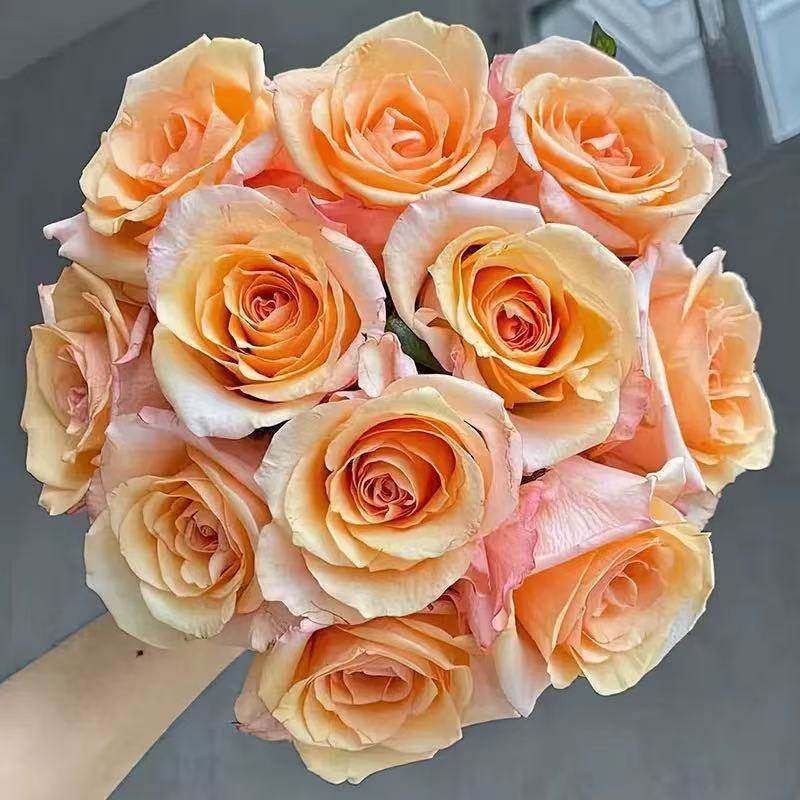 新品 魔城 月季花苗 灌木大花 奶油橙色/香槟色月季 庭院阳台盆栽,鲜花速递/花卉仿真/绿植园艺,月季/蔷薇/玫瑰,淘宝优惠券,粉丝福利购,淘宝优惠卷