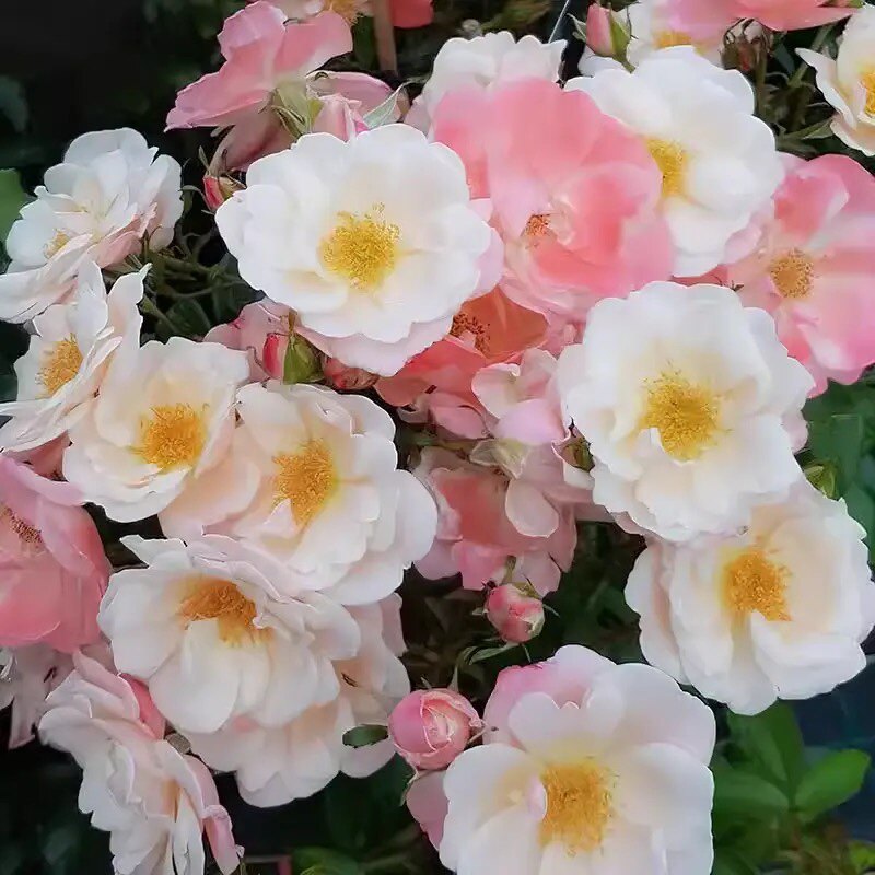 新品 蔷薇浪漫 月季花苗 多头灌木勤花淡香丰花月季 庭院阳台盆栽
