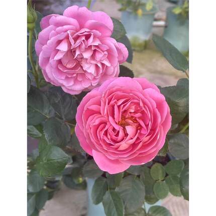 伊芙 醇香 月季花苗 灌木大花浓香重瓣多头切花月季 庭院阳台盆栽