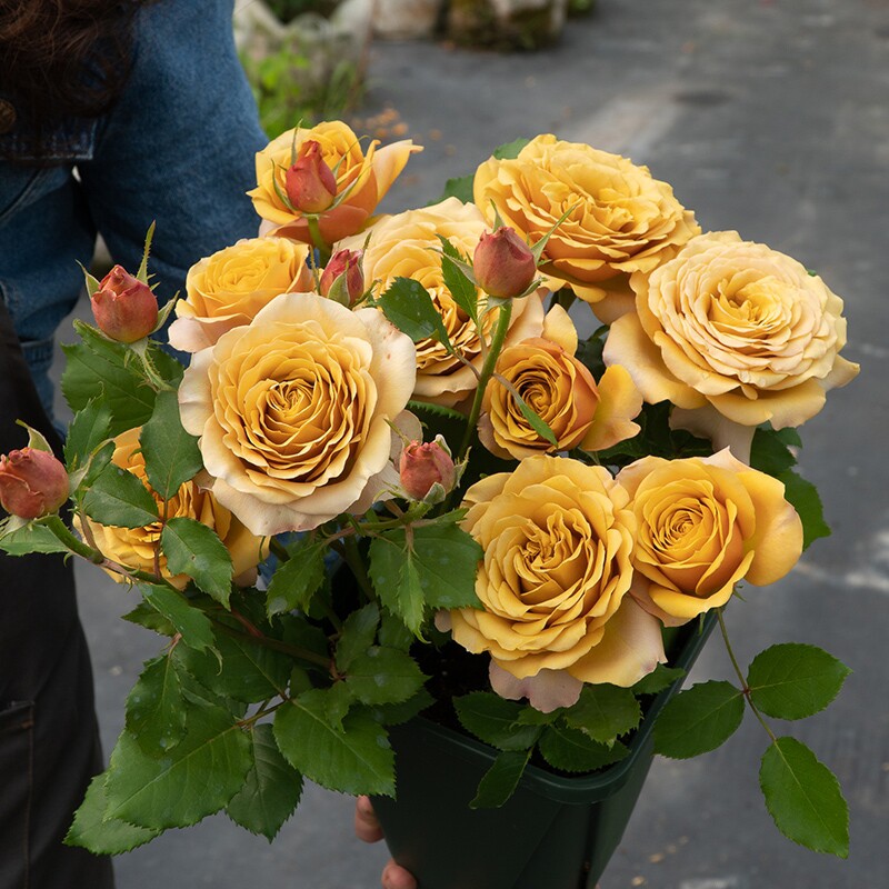 新品 黄金芥末 月季花苗重瓣大花浓香切花灌木阳台庭院盆栽复古色