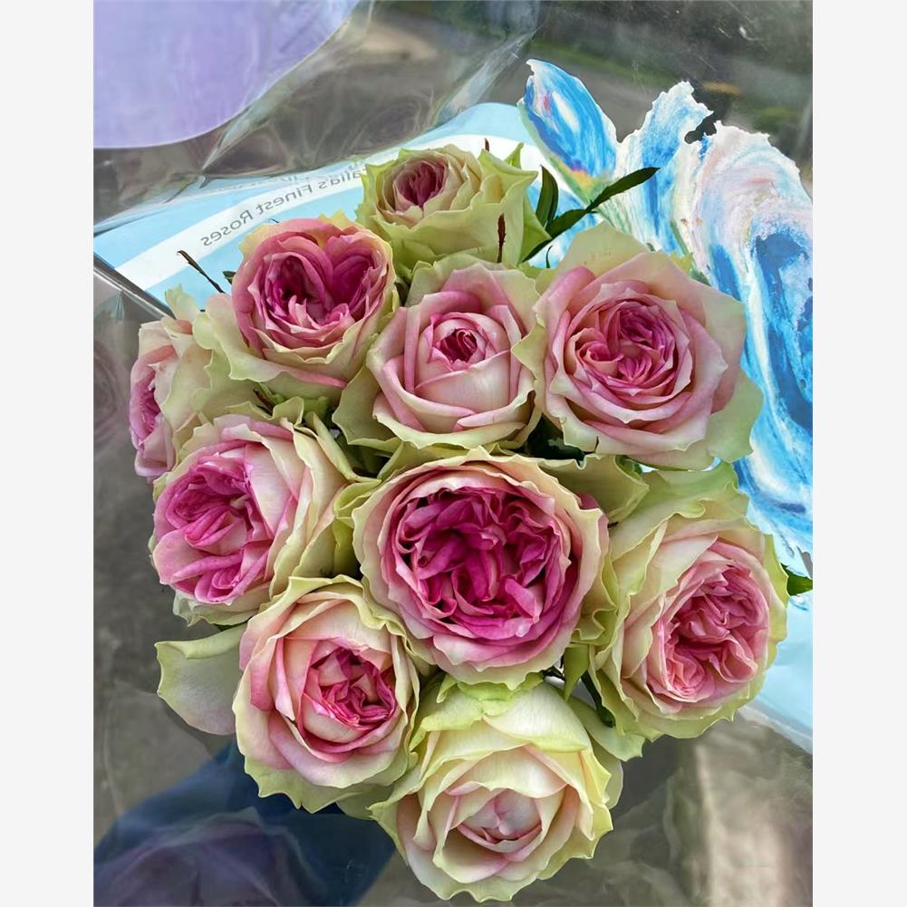 新品 kitty猫 月季花苗 单头包子灌木直立切花玫瑰庭院阳台盆栽