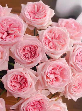 粉荔枝/奥哈娜 月季花苗 果香切花灌木勤花月季阳台庭院盆栽花卉