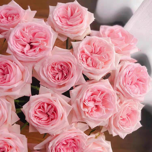 粉荔枝/奥哈娜 月季花苗 果香切花灌木勤花月季阳台庭院盆栽花卉