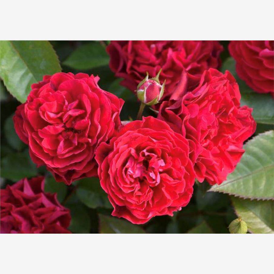 新品 普罗米修斯之火 月季花苗重瓣灌木浓香丰花勤花庭院阳台盆栽
