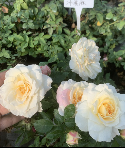 新品 冰激凌冰淇淋阳台 月季花苗 大花微月海神王芽变 灌木勤花