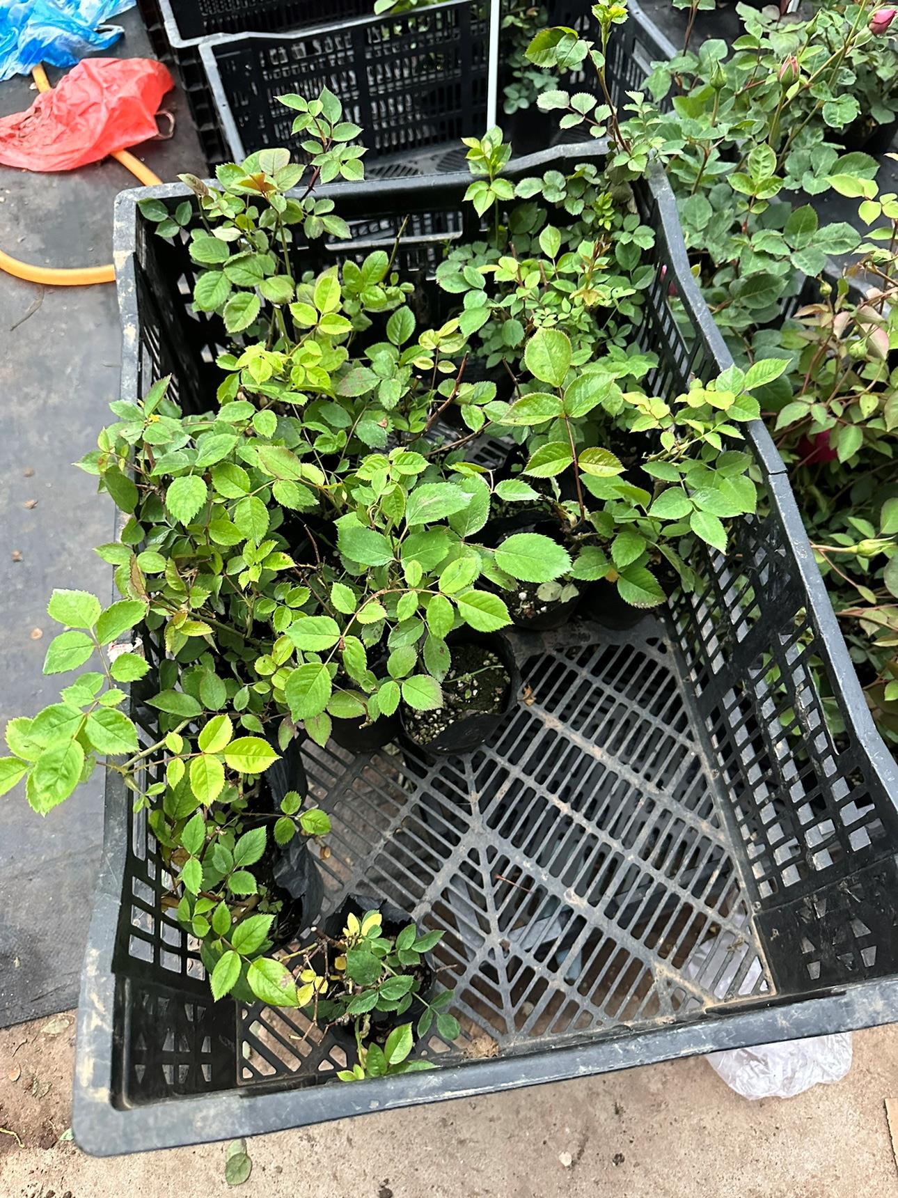 混苗不知道品种的月季花苗9.9元三颗蔷薇月季玫瑰花卉盆栽