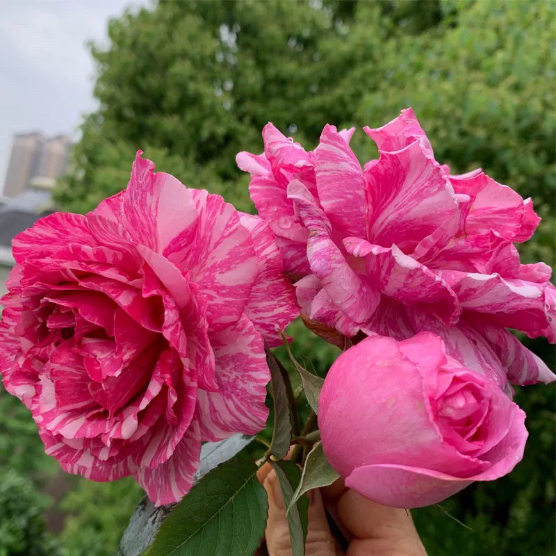 伊芙飞溅 月季扦插花苗大花浓香条纹玫瑰花卉绿植