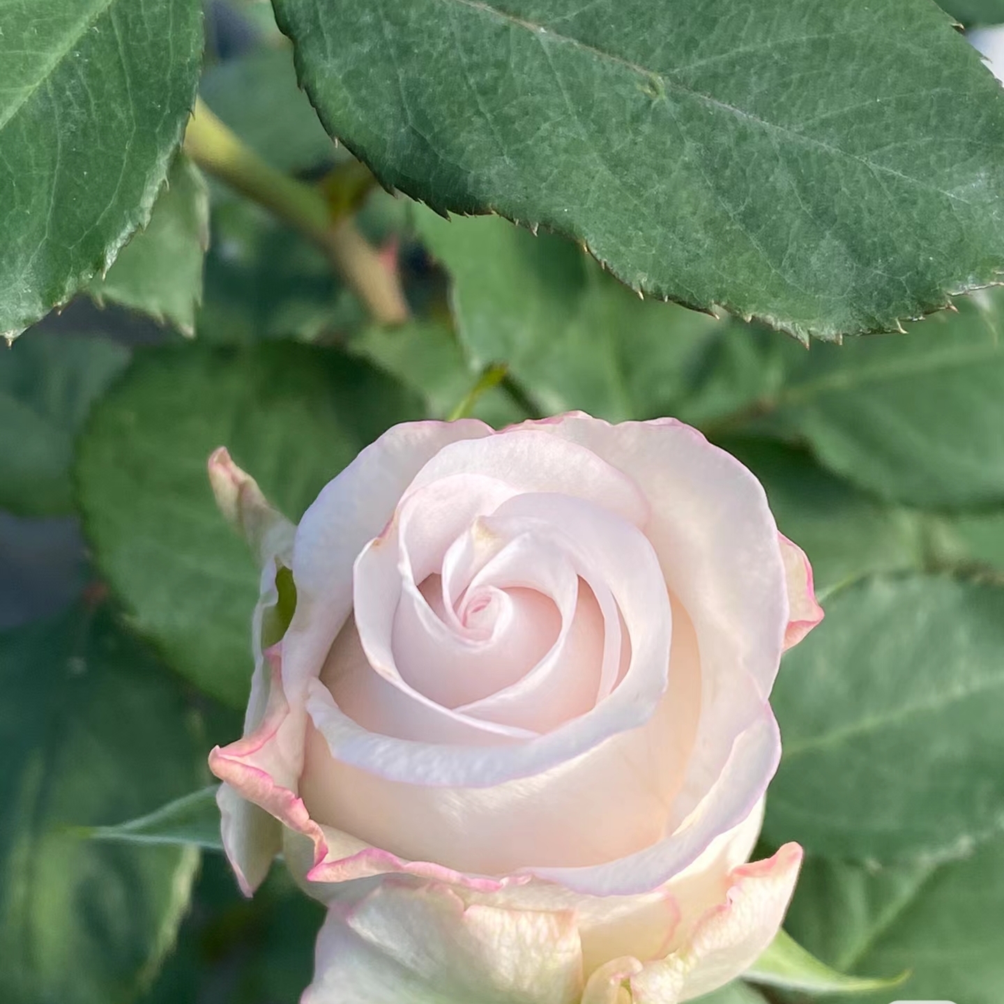 暴风漩涡月季大花切花玫