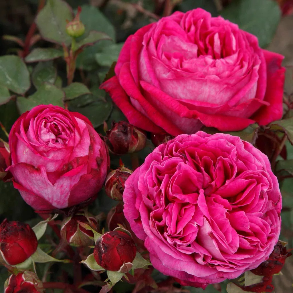 卡罗琳/男爵夫人 卡洛琳月季花苗丰花勤花灌木月季庭院阳台盆栽,鲜花速递/花卉仿真/绿植园艺,月季/蔷薇/玫瑰,淘宝优惠券,粉丝福利购,淘宝优惠卷