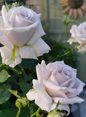 蓝色格劳恩 月季花苗 蓝紫色灌木阳台玫瑰浓香型月季庭院阳台盆栽