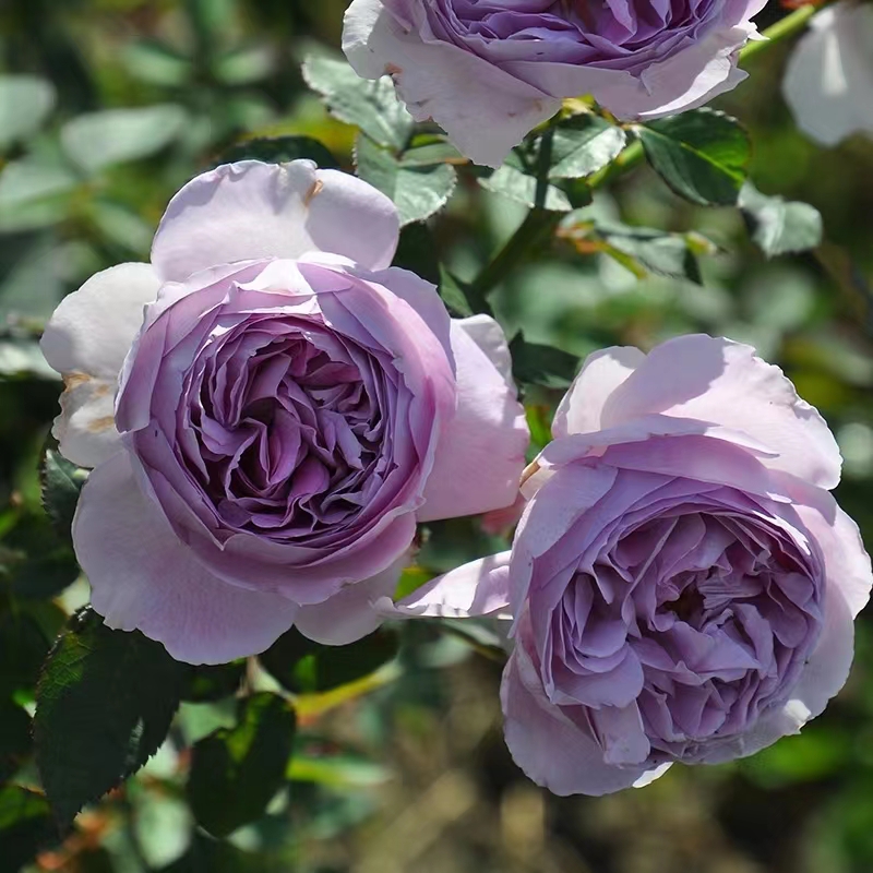 古董怀表 月季花苗 可灌可藤灌木 强香月季 勤花盆栽花卉