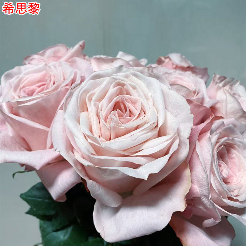新品 希思黎 月季花苗 灌木重瓣大花直立切花月季 庭院阳台盆栽