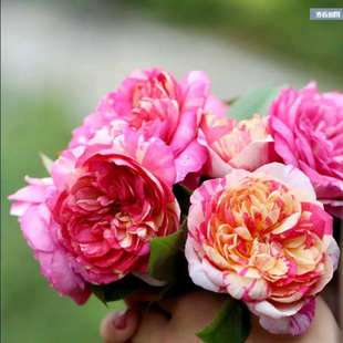 花苗 开花少刺地栽大苗玫瑰月季 马奈 可藤可灌木耐热浓香多季