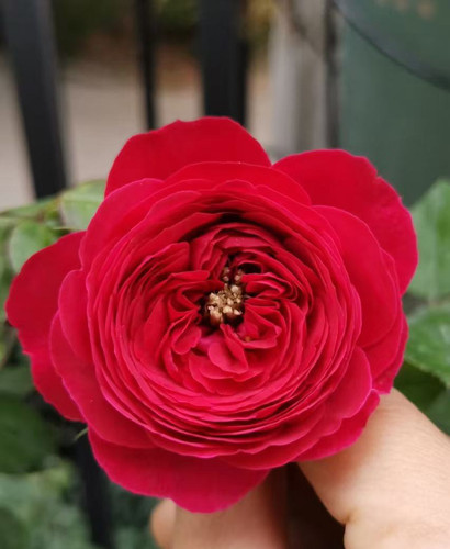 新品【红色芬芳】月季灌木大花月季花苗庭院阳台盆栽勤花