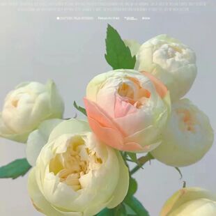 夏雨荷 月季花苗  渐变色包子型切花玫瑰 直立耐热切花四季庭院