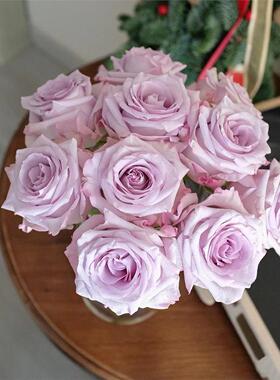 新品 紫雾/紫色迷雾 月季花苗 大花灌木切花月季 庭院阳台盆栽