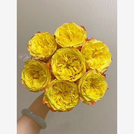 新品 蝴蝶夫人 月季花苗 大花灌木直立勤花切花月季庭院阳台盆栽