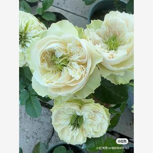 新品 惠特比修道院 月季花苗 大花灌木重瓣多头月季庭院阳台盆栽