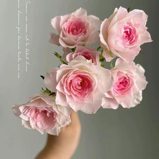 新品 完美甜蜜 月季花苗 勤花多头灌木 天荷繁星芽变庭院阳台盆栽