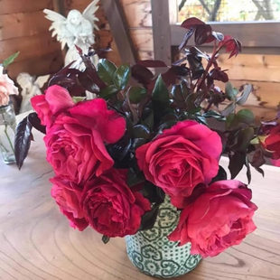 戴尔巴德出品 月季 扦插小苗 维也纳玫瑰 旧日之花