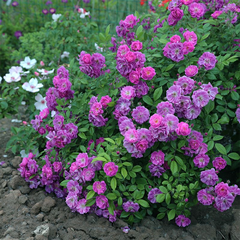 藤本 紫色天际线/紫色客机 月季花苗 攀援爬藤多头勤花蔷薇庭院