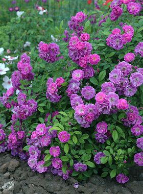 藤本 紫色天际线/紫色客机 月季花苗 攀援爬藤多头勤花蔷薇庭院