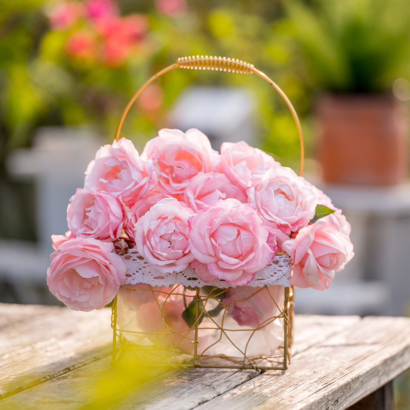 【醉芙蓉】 月季花苗 多季耐热大花丰花灌木庭院阳台盆栽