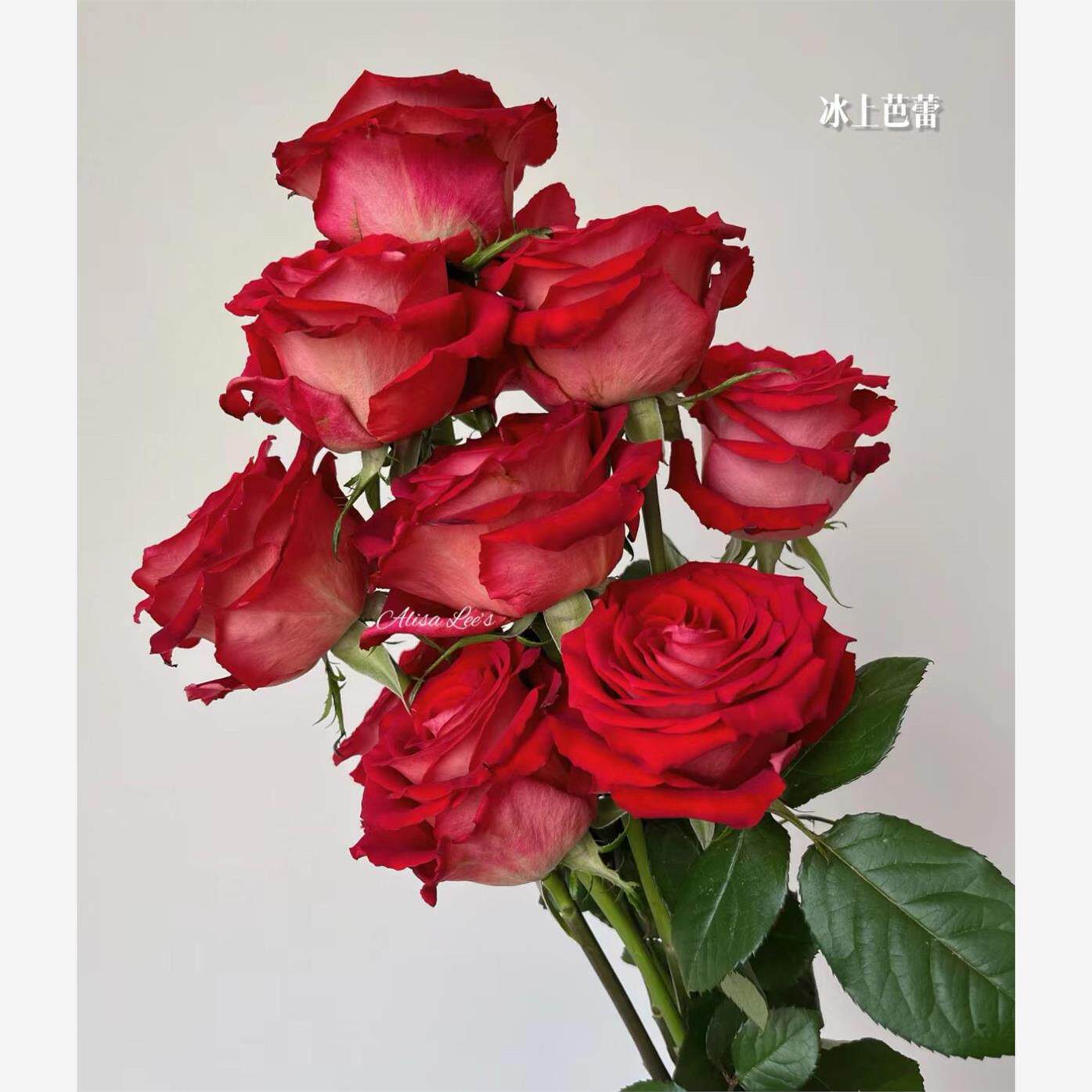 新品 冰上芭蕾 月季花苗 复色大花灌木勤花直立切花阳台庭院盆栽,鲜花速递/花卉仿真/绿植园艺,月季/蔷薇/玫瑰,淘宝优惠券,粉丝福利购,淘宝优惠卷