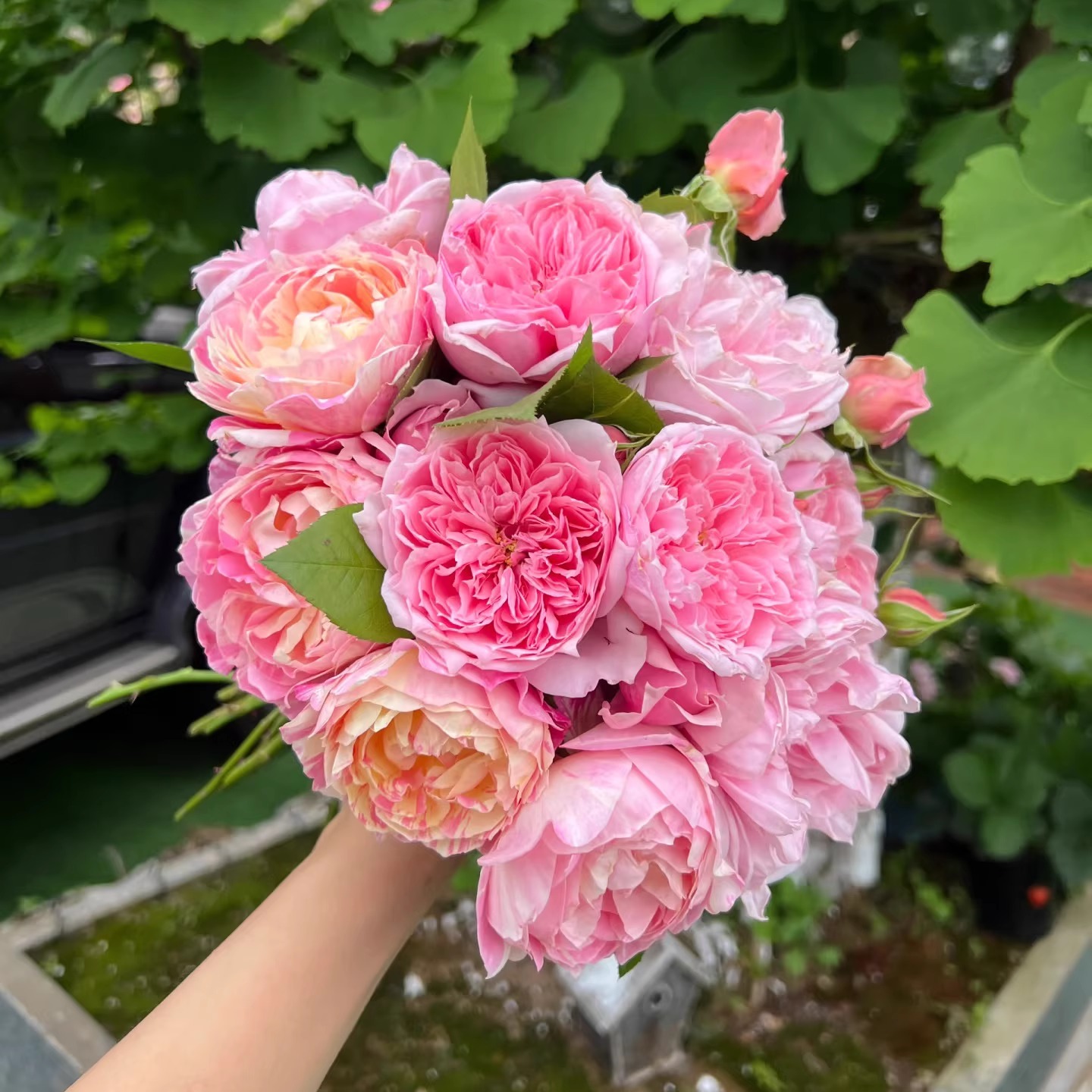 新品 复古珊瑚 月季花苗 大花灌木勤花多头月季阳台盆栽花卉