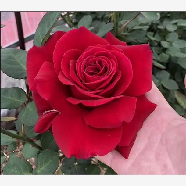 凤凰图瓦 大花灌木浓香月季花苗勤花月季花卉庭院阳台盆栽