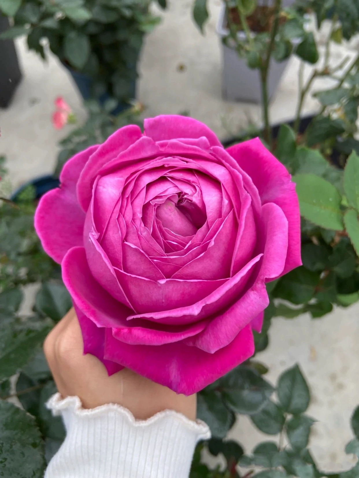 怀旧优雅月季花苗灌木大花包子型玫瑰阳台庭院盆栽四季栽植耐热