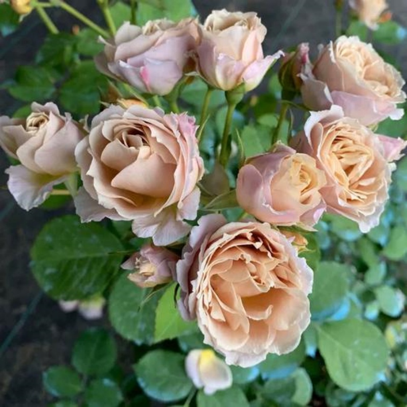 日月 八神庵 月季花苗 葵芽变  灌木多头勤花月季 庭院阳台盆栽