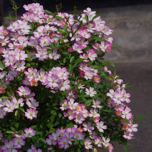微月 菜菜子 月季花苗 微型单瓣多头勤花玫瑰庭院阳台盆栽