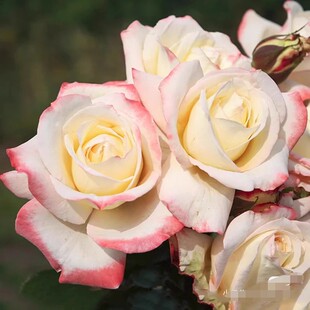 科德斯 雅典娜 月季花苗 大花勤花直立灌木庭院德国茶香月季盆栽