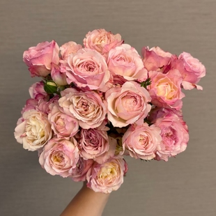 微型灌木多头勤花月季 新品 花苗 月季 庭院阳台盆栽 明月仙子