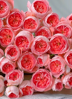 新品 诺娃 红色露台月季花苗 多花灌木勤花多头玫瑰 庭院阳台盆栽