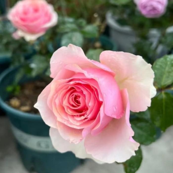 新品 侧耳倾听/聆听/告诉我 月季花苗 玫昂果香大花灌木勤花玫瑰