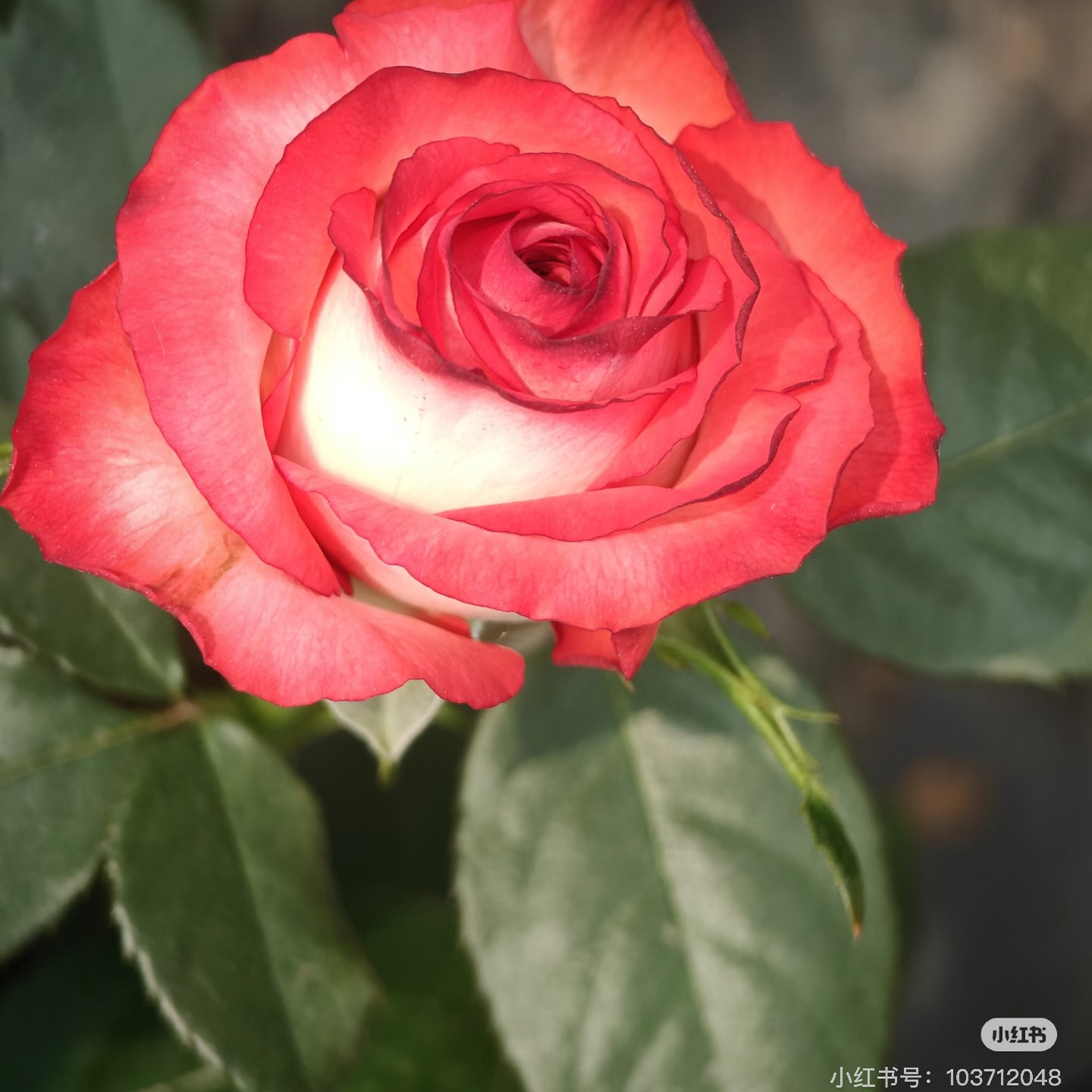 新品 红脸 月季花苗 大花灌木直立勤花切花玫瑰庭院阳台盆栽