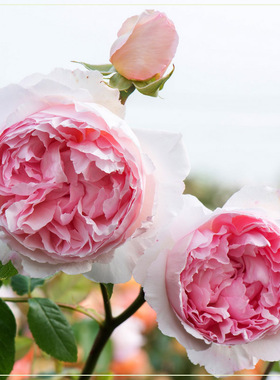 威基伍德 粉伍德 月季花苗奥斯汀玫瑰细枝条可藤可灌月季庭院盆栽