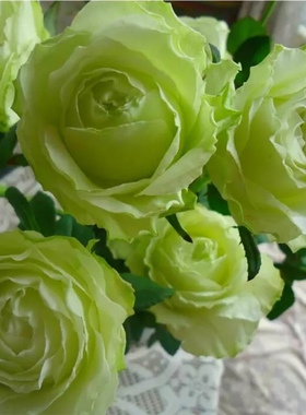 女士时装 月季花苗 绿色勤花灌木切花月季阳台庭院盆栽花卉