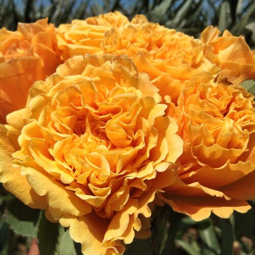 新品 芒果酒吧 月季花苗大花灌木勤花企划玫瑰月季 橙黄色波浪边