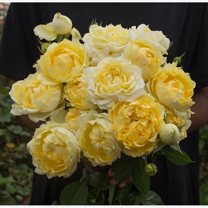 新品 柠檬朱莉叶塔 月季花苗 重瓣灌木多头勤花玫瑰庭院阳台盆栽