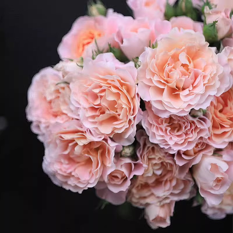 知秋 月季花苗 丰花灌木多头勤花 抗病直立耐热 长势旺盛多季盆栽