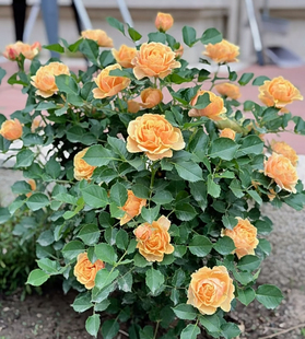 花苗 微月 月季 永远 丹麦微型多头勤花灌木庭院阳台盆栽 喀麦隆