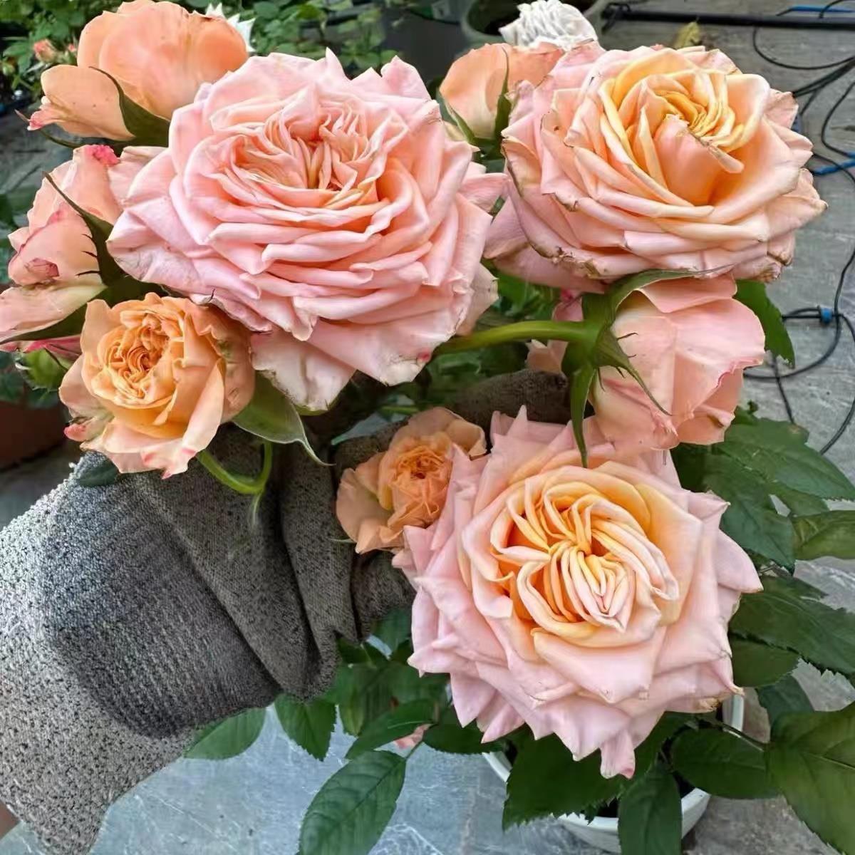 新品 心肝宝贝 月季花苗切花直立大花灌木勤花玫瑰阳台庭院盆栽