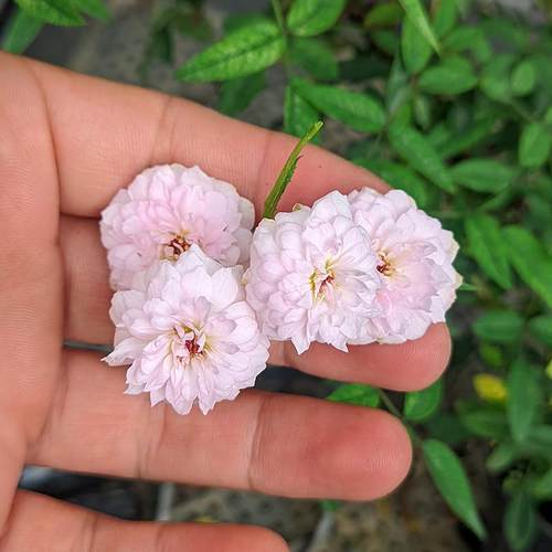 微月【月瞳】月季花苗 日本微型月季多头勤花浓香重瓣阳台绿植物