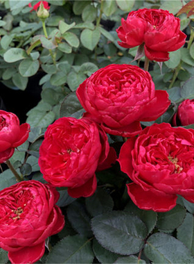 茶花女 灌木月季扦插花苗深红色切花品种多季勤花庭院露台盆栽