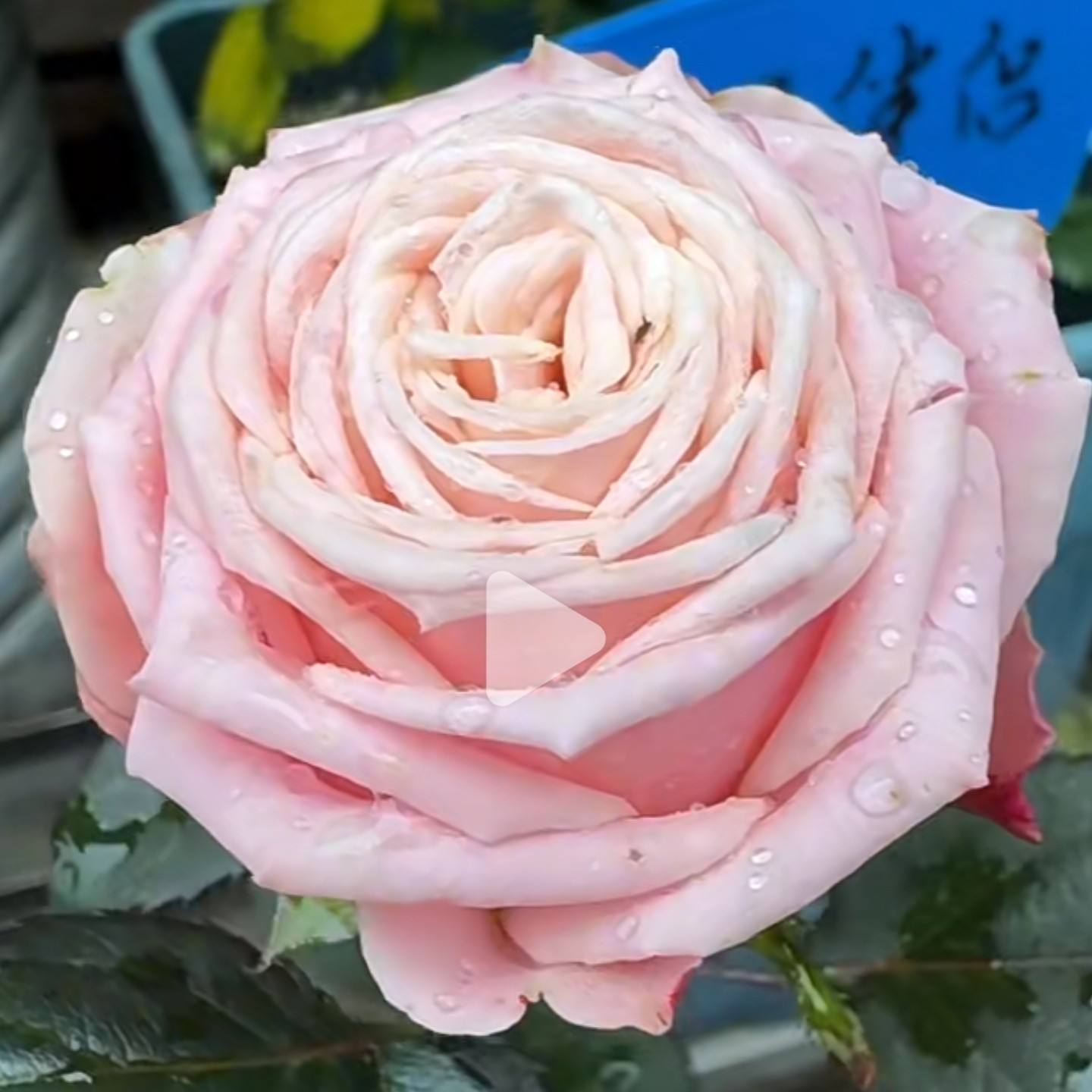 奶油蛋糕月季进口大花切